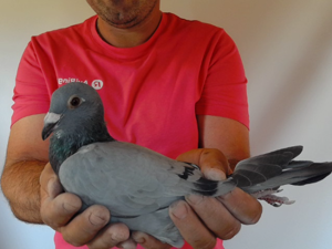 Pigeon image