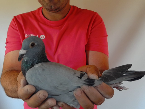Pigeon image