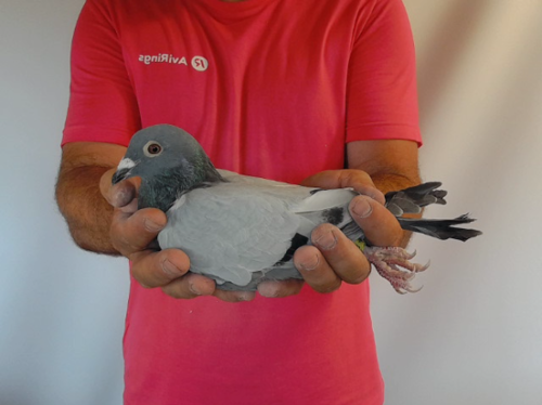 Pigeon image