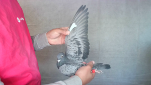 Pigeon image