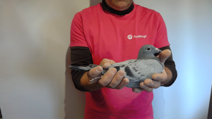 Pigeon image