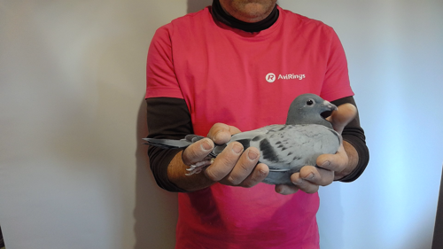 Pigeon image