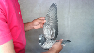 Pigeon image