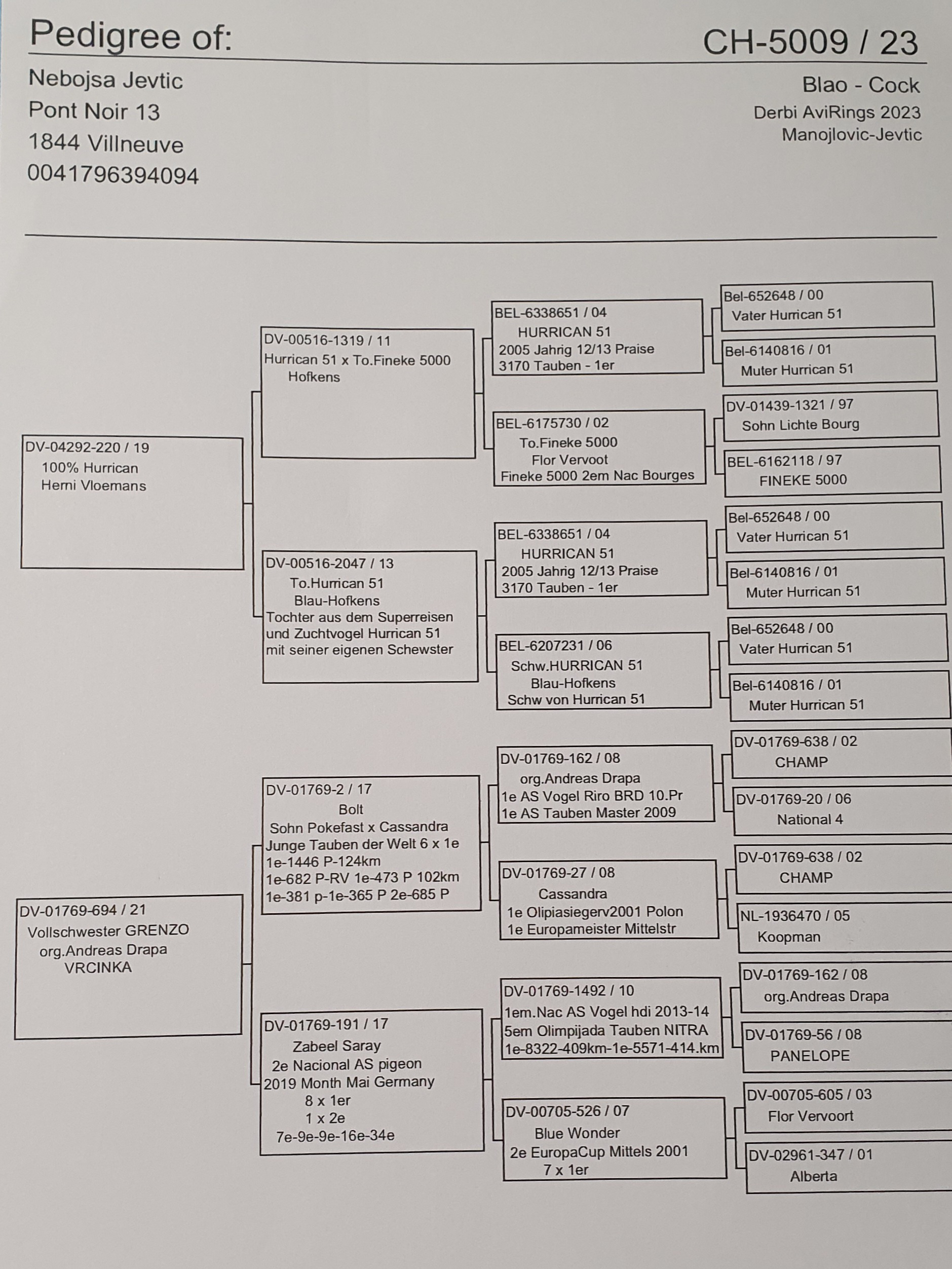 Pigeon pedigree image