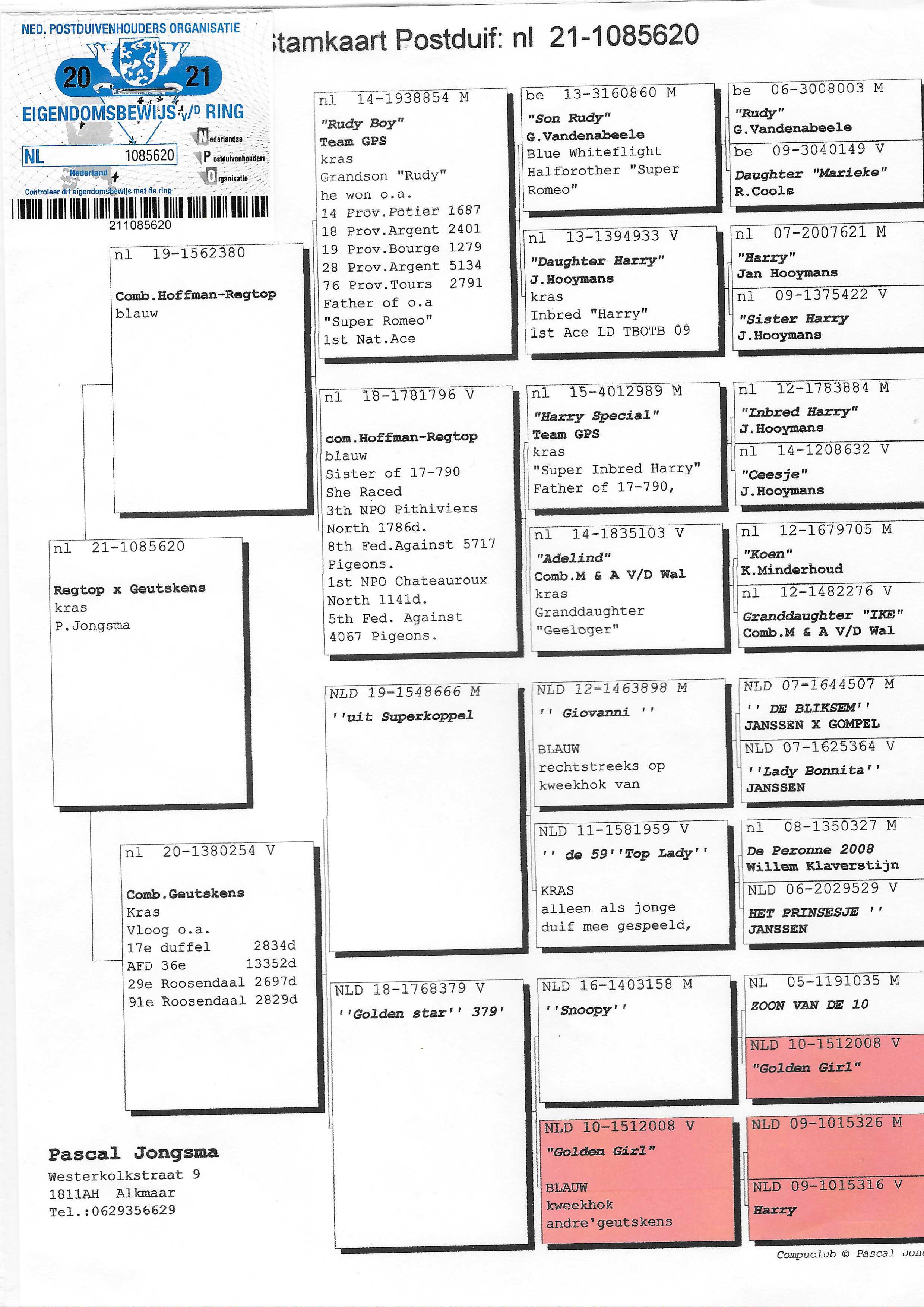 Pigeon pedigree image