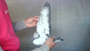Pigeon image