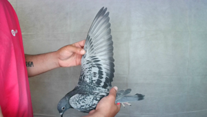 Pigeon image