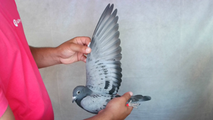 Pigeon image