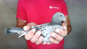 Pigeon image