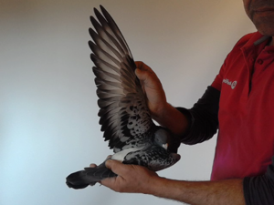 Pigeon image