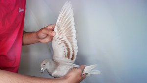 Pigeon image