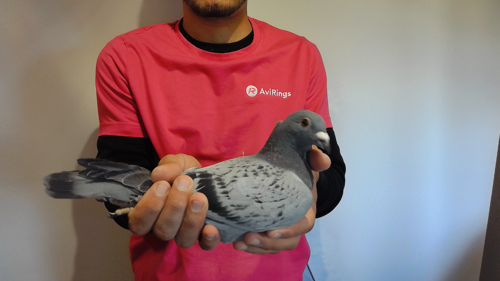 Pigeon image