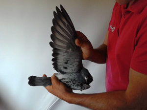 Pigeon image