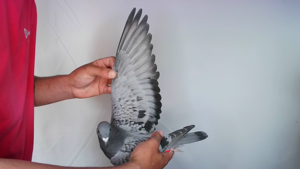 Pigeon image