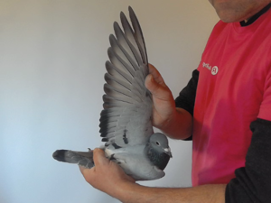 Pigeon image