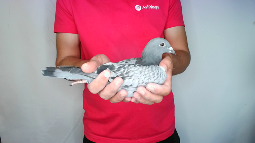Pigeon image