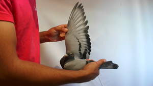 Pigeon image