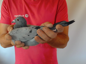 Pigeon image