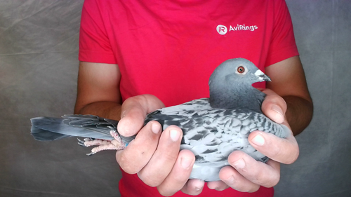 Pigeon image