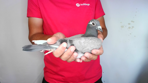 Pigeon image