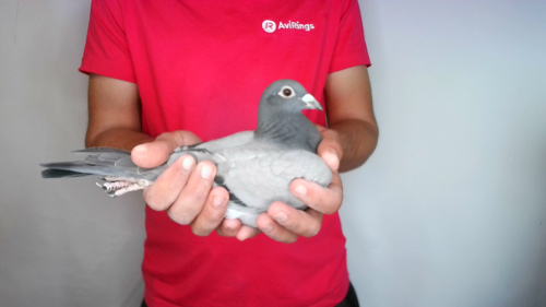 Pigeon image