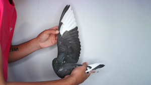 Pigeon image