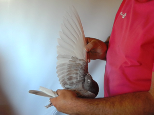 Pigeon image