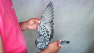 Pigeon image
