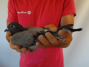 Pigeon image