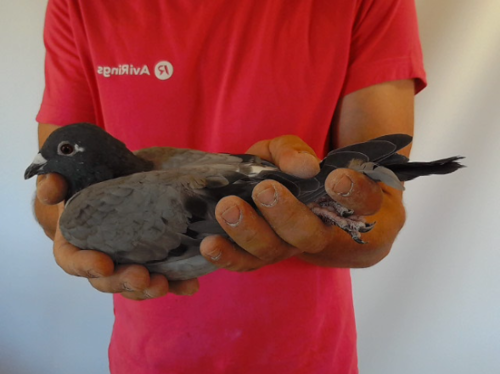 Pigeon image