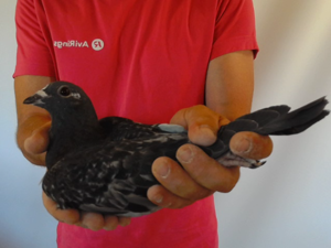 Pigeon image