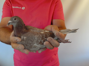 Pigeon image