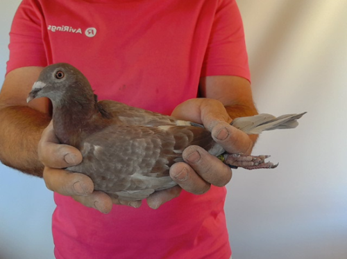 Pigeon image