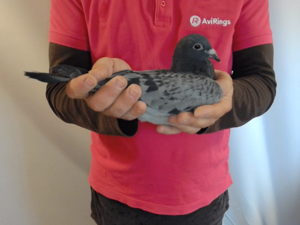 Pigeon image