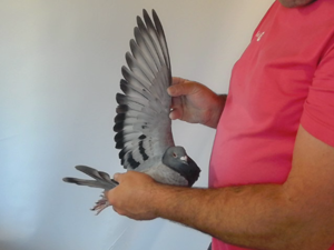 Pigeon image