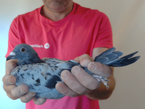 Pigeon image