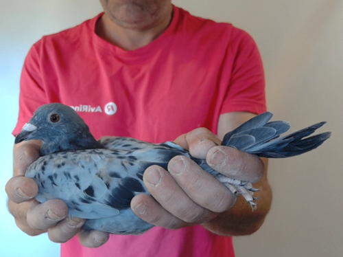 Pigeon image