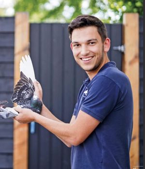 Pigeon image