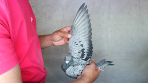 Pigeon image