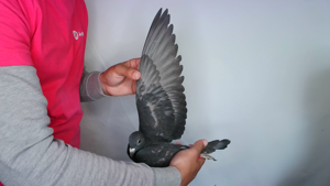 Pigeon image