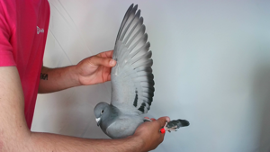 Pigeon image