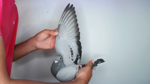 Pigeon image