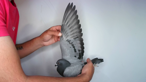 Pigeon image
