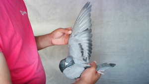 Pigeon image