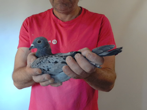 Pigeon image