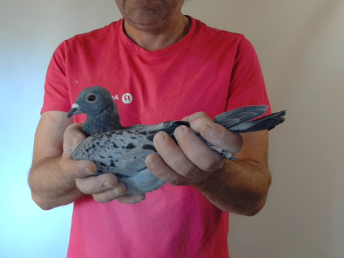 Pigeon image