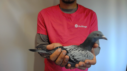 Pigeon image