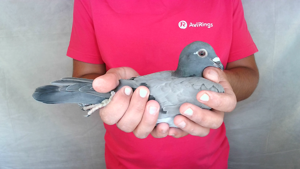 Pigeon image