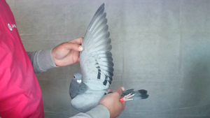 Pigeon image