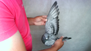 Pigeon image